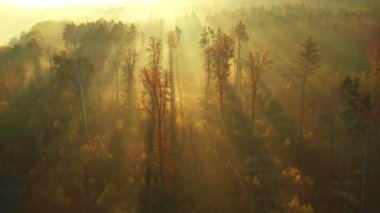 Sabahın erken saatlerinde sisle muhteşem sonbahar ormanı üzerinde uçarken, hava manzarası.