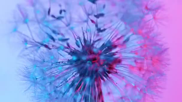 Macro colpo di dente di leone soffiato in super slow motion su sfondo neon. — Video Stock