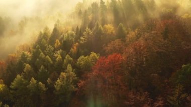 Sabahın erken saatlerinde sisle muhteşem sonbahar ormanı üzerinde uçarken, hava manzarası.