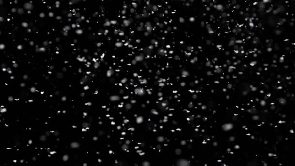 Winter Snow Falling Izolacja na czarnym tle. — Wideo stockowe