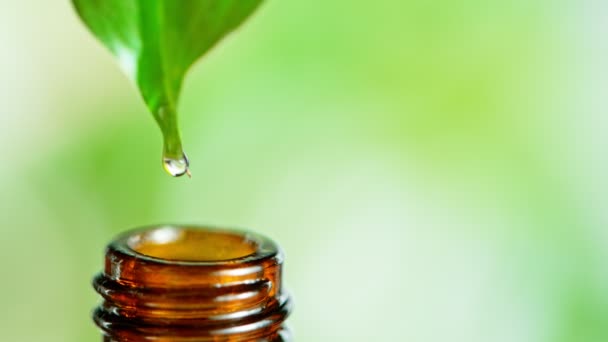 Green Leaf with Essential Oil Drops: 자연 요법. 너무 느린 동작 — 비디오