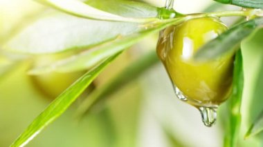 Yeşil Zeytinyağının Yeşil Zeytinden Düşüşünün Süper Yavaş Hareketi.