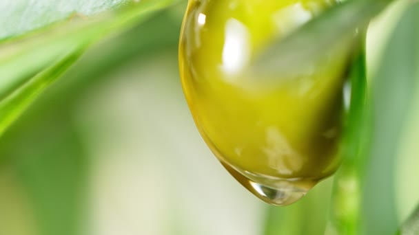 Супер медленное движение оливкового масла, падающего из зеленого оливкового. — стоковое видео