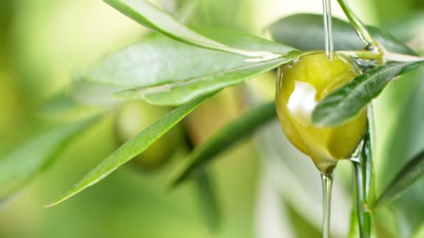 Super langzame beweging van olijfolie druppelen naar beneden van Green Olive. — Stockvideo