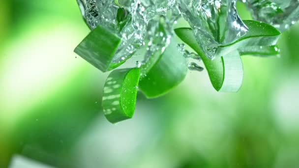 Super Slow Motion Skott av Aloe Vera skär faller i vatten på grön bakgrund — Stockvideo