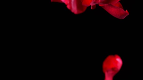 Falling Rose Petals on black background, Stock Video