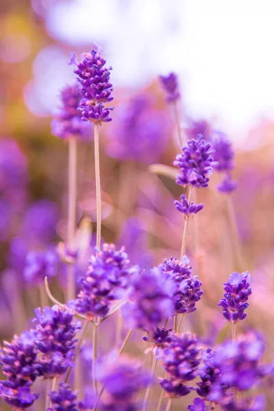 Närbild av gäng lavendel blommor — Stockfoto