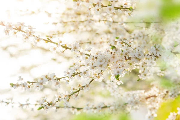 春花的特写 — 图库照片