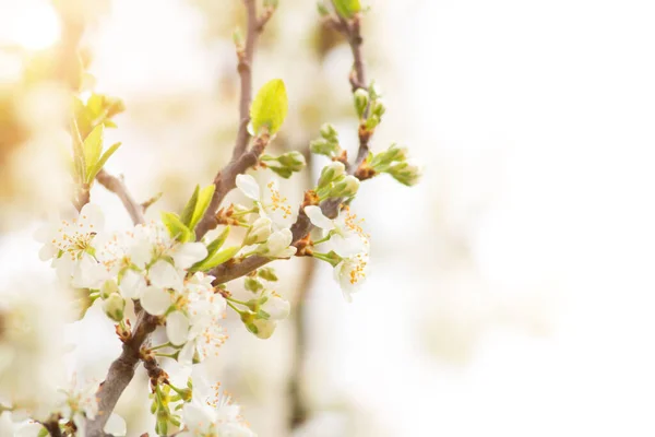 Close-up van de voorjaarsbloesems — Stockfoto