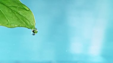 Su Damlasıyla Yeşil Yaprağın Süper Yavaş Hareketi