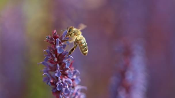 Nahaufnahme von Honigbienen, die fliegen und Nektarpollen um Salbeiblüten sammeln — Stockvideo