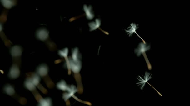 Macro Shot of Dandelion sendo soprado em super câmera lenta em fundo preto. — Vídeo de Stock