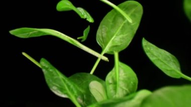 Siyah Arkaplana Düşen Taze Ispanak