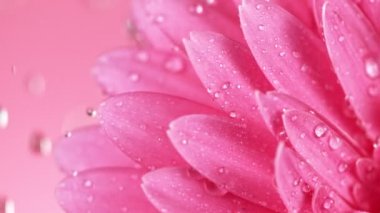 Su Damlaları Düşen Güzel Renkli Gerbera Daisy.