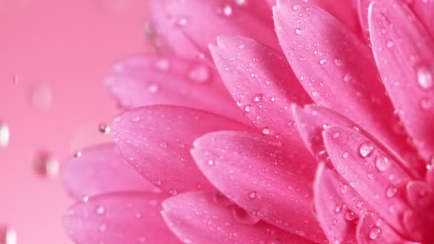 Hermosa Gerbera Daisy colorida con gotas de agua cayendo. — Vídeo de stock