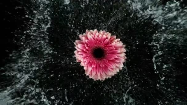 Hermosa rotación de margaritas gerberas coloridas con salpicadura de agua. — Vídeo de stock