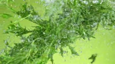 Uçan Taze Marul 'un Süper Yavaş Çekimi.