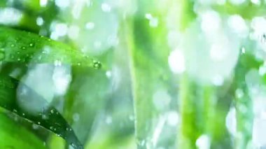 Palm Leaves 'in Siluet Gölgesi Doğal Rüzgâr Hareketi Neon Arkaplanda İzole Edildi.