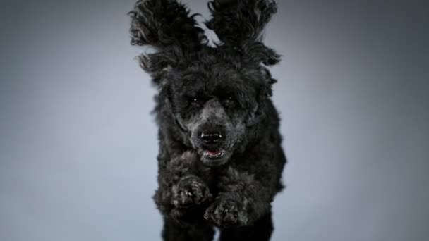 Slow Motion shoot of black standard poodle jumps towards the camera — Stock Video