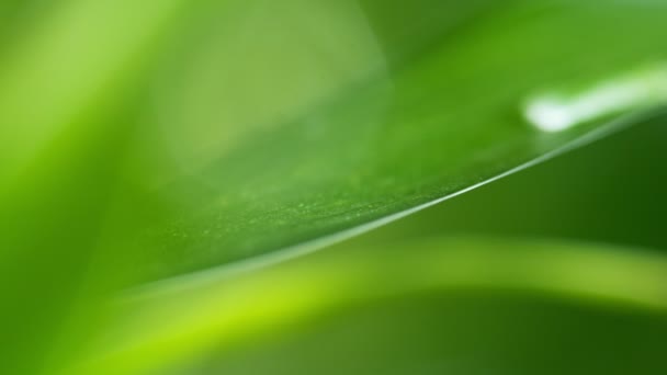 Super Slow Motion Shot of Droplet Caída de Hoja Verde Fresca — Vídeos de Stock