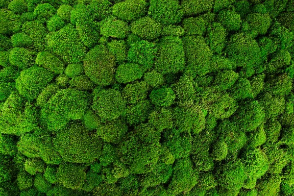 漂亮的装饰面包苔藓质感. — 图库照片