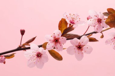 Kiraz ağacında Pembe Çiçekler Açar