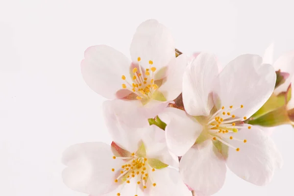 Kiraz ağacında Pembe Çiçekler Açar — Stok fotoğraf