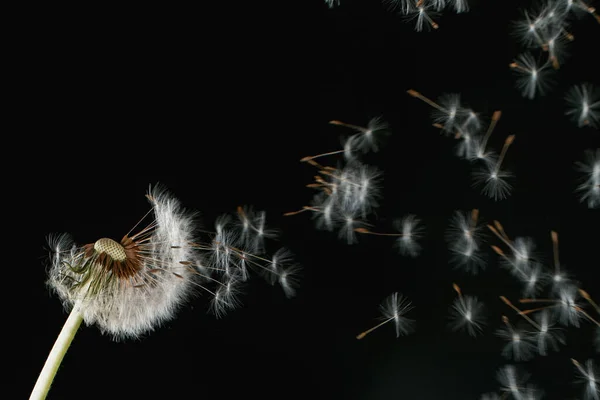 Macro Shot de semillas de diente de león siendo soplado —  Fotos de Stock