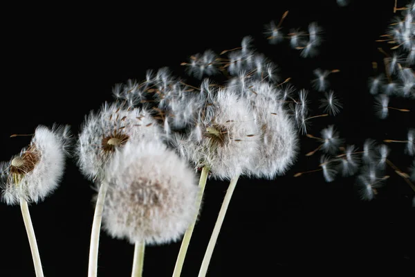 Macro Shot of Dandelion Seeds Being Blown — Stock Photo, Image