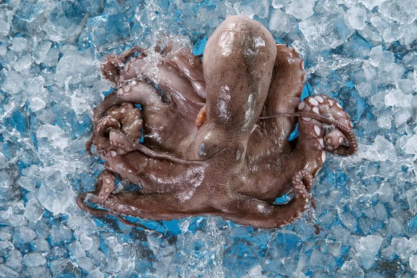 在碎冰上躺着的生章鱼特写. — 图库照片