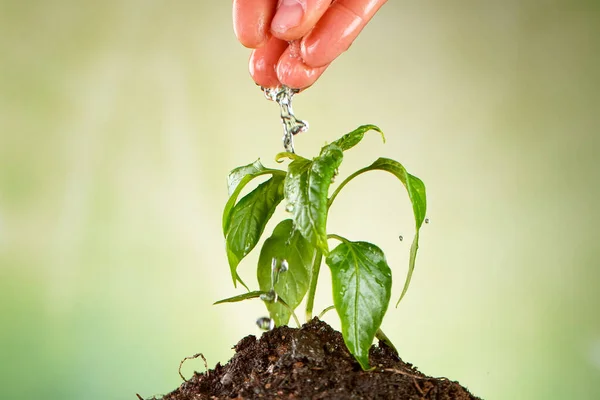 Concepto de regar pequeñas plántulas. — Foto de Stock