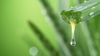 Aloe Vera yaprağı ve damlayan yararlı sıvı..