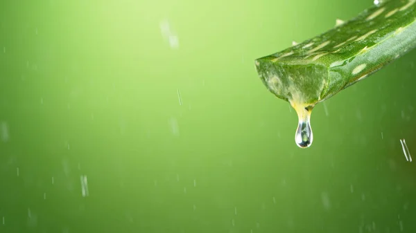 Folha de Aloe Vera com líquido benéfico gotejamento. — Fotografia de Stock