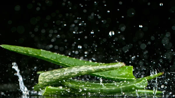 Caindo folhas Aloe Vera, movimento de congelamento, isolado em fundo preto. — Fotografia de Stock