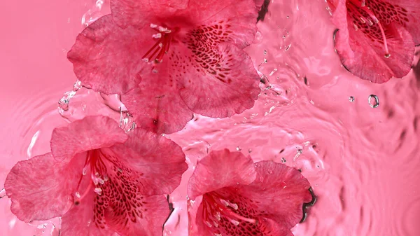 Azalea pink blossoms on water surface. — Stock Photo, Image