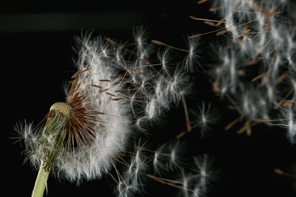 Macro Shot of Dandelion Seeds Being Blown — Stock Photo, Image