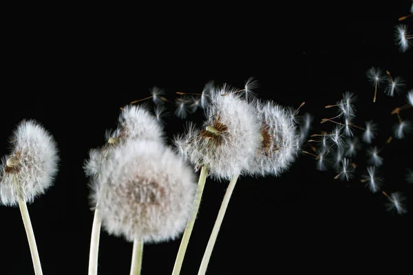 Macro Shot of Dandelion Seeds Being Blown — Stock Photo, Image