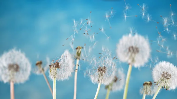 Macro Shot of Dandelion Seeds Being Blown — Stock Photo, Image