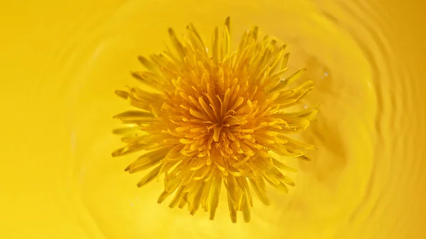 Paardebloem bloesem zwemt op gele water achtergrond — Stockfoto