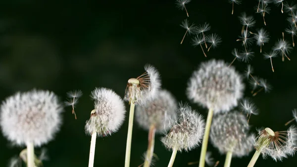 Macro Shot of Dandelion Seeds Being Blown — Stock Photo, Image