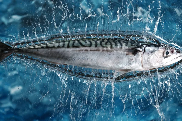 Falling Fresh Mackerel into water — Stock Photo, Image