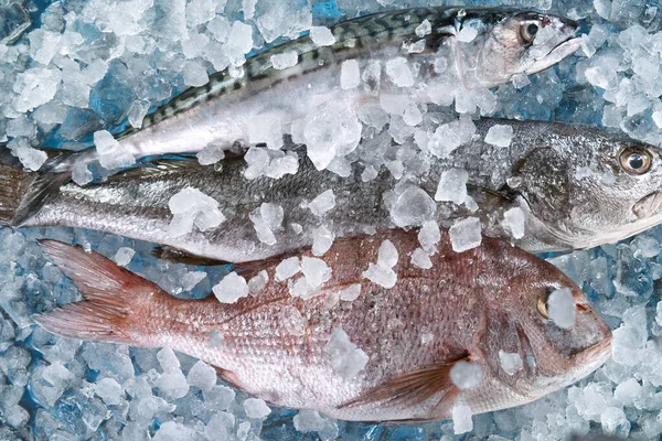 Sluiten van verse zeevissen liggend op verpletterd ijs. — Stockfoto