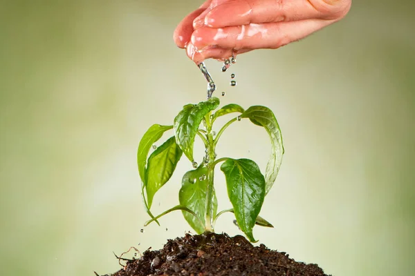 Concetto di irrigazione piantina di semenzaio poco. — Foto Stock