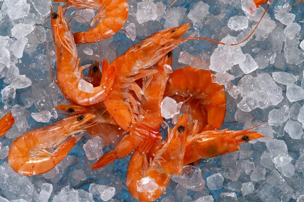 Close Up di gamberetti freschi sdraiati sul ghiaccio tritato. — Foto Stock