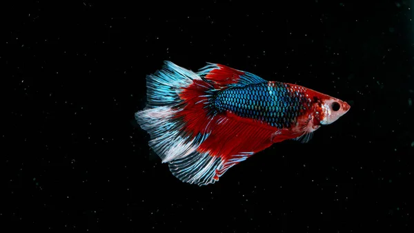 Peixe Betta, peixe-lutador-siamês, betta splendens — Fotografia de Stock