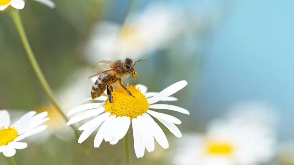 Primer plano de la miel de abeja volando y recogiendo polen de néctar en flores de margarita blanca. —  Fotos de Stock