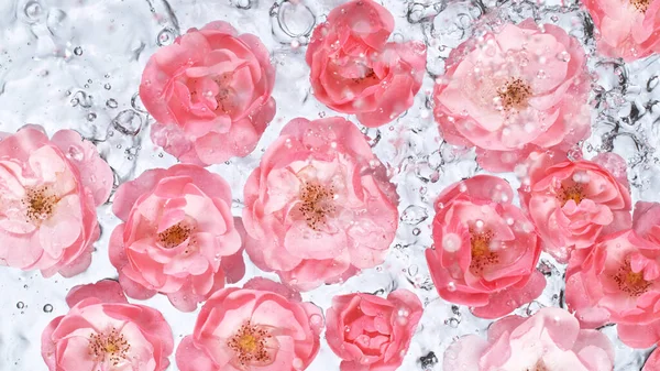 Flores de rosa na superfície da água — Fotografia de Stock
