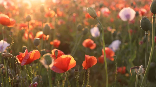 Close-up of beautiful poppy field during sunset. — Stock Photo, Image