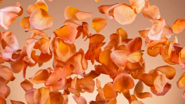 飛行するバラの花びらの凍結運動. — ストック写真