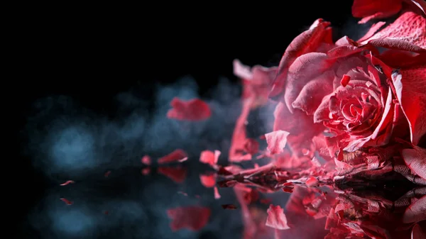 红玫瑰冻僵、爆裂. — 图库照片
